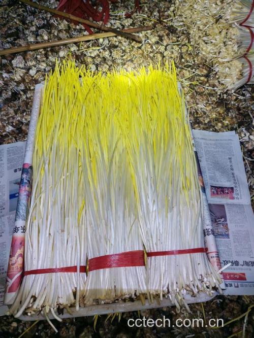 蒜黄功效与作用原料介绍营养分析适宜人群