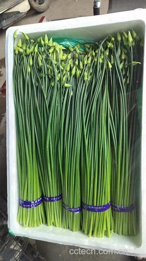 韭苔功效与作用原料介绍营养分析适宜人群食疗作用