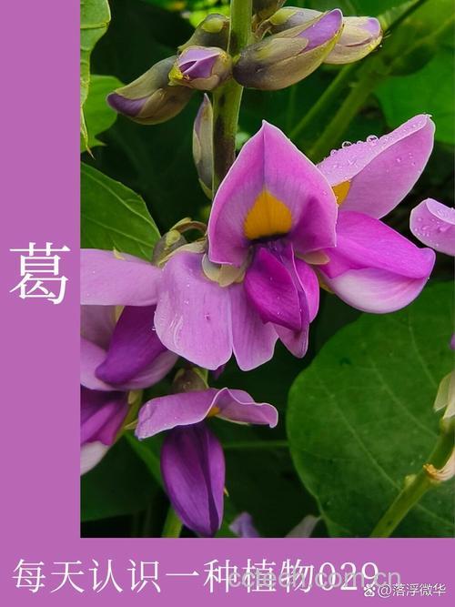 葛功效与作用原料介绍适宜人群食疗作用