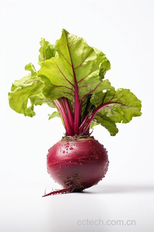 甜菜根功效与作用原料介绍适宜人群
