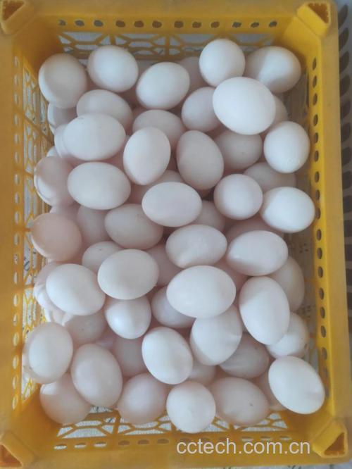 鸽蛋功效与作用原料介绍营养分析食用指导食材文化