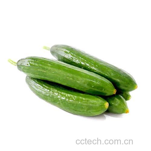 乳黄瓜功效与作用原料介绍营养分析