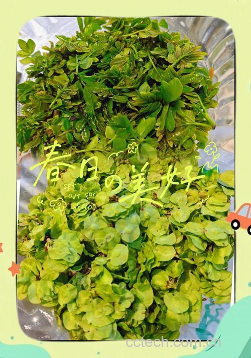 芽菜功效与作用原料介绍适宜人群食用指导