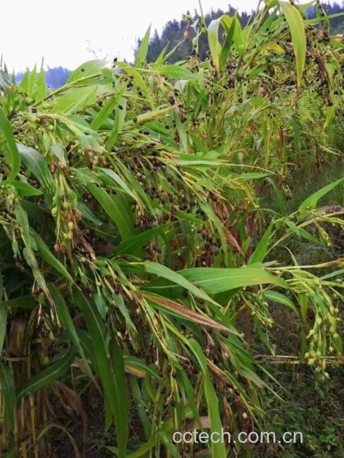 薏米功效与作用原料介绍营养分析适宜人群食用指导食疗作用食材文化