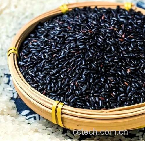 黑米功效与作用原料介绍营养分析适宜人群食用指导食材文化
