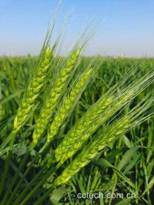 小麦功效与作用原料介绍营养分析适宜人群食用指导食材文化