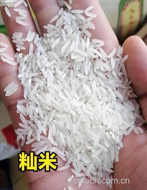 籼米功效与作用原料介绍营养分析食用指导食材文化