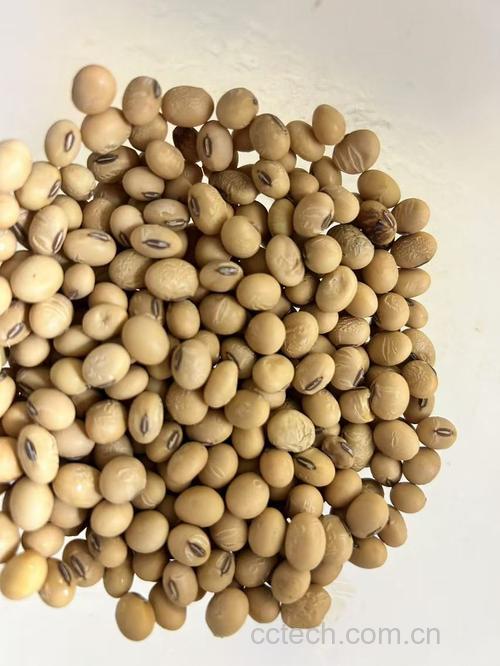 黄豆功效与作用原料介绍营养分析适宜人群食用指导食疗作用
