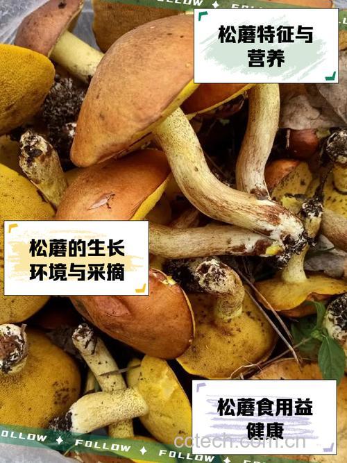 松蘑功效与作用原料介绍营养分析适宜人群食用指导食疗作用食材文化