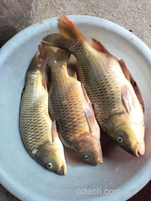 鲤鱼功效与作用原料介绍营养分析食用指导食材文化