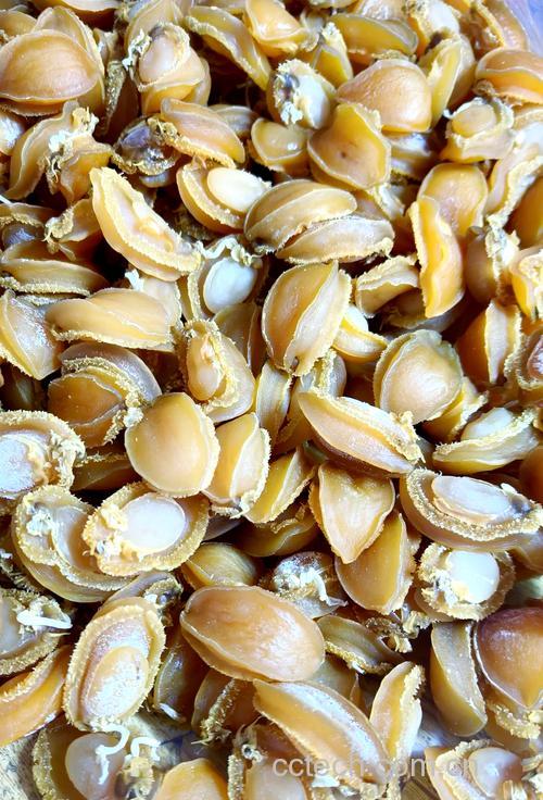 鲍鱼干功效与作用原料介绍营养分析适宜人群食用指导食材文化