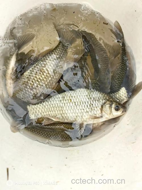 鲫鱼功效与作用原料介绍营养分析适宜人群食用指导食材文化