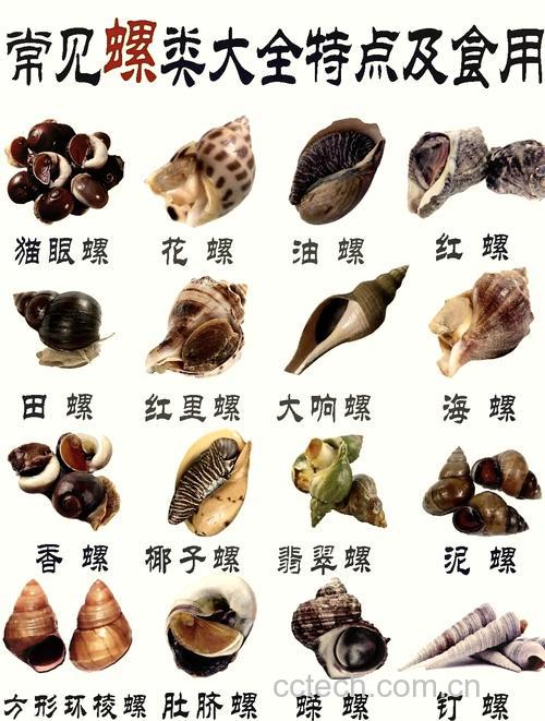 香螺功效与作用原料介绍营养分析适宜人群食用指导