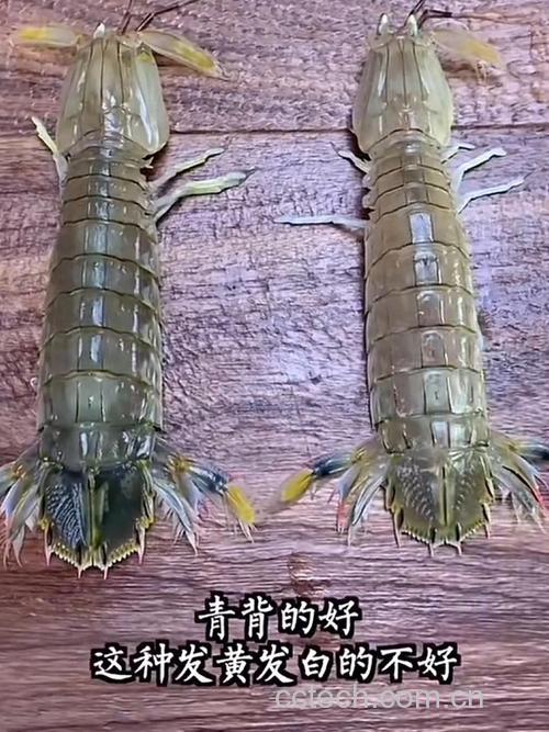 皮皮虾功效与作用原料介绍营养分析食用指导食材文化