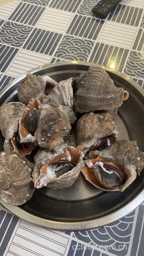 海螺功效与作用原料介绍营养分析食用指导