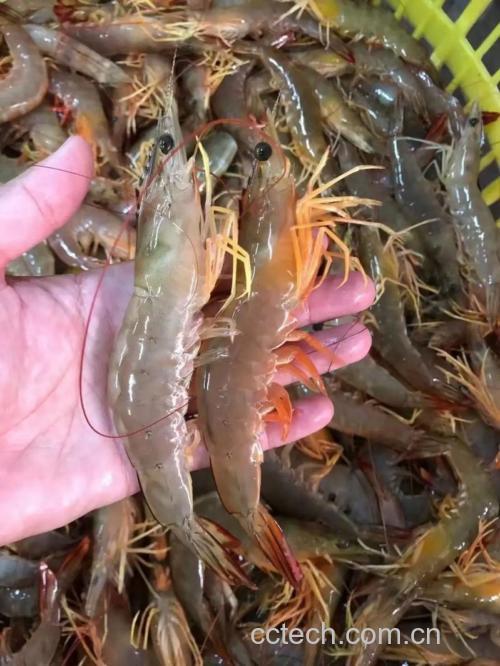 明虾功效与作用原料介绍营养分析适宜人群食用指导食疗作用食材文化