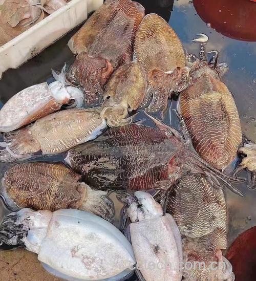 墨鱼功效与作用原料介绍营养分析适宜人群食用指导食疗作用食材文化