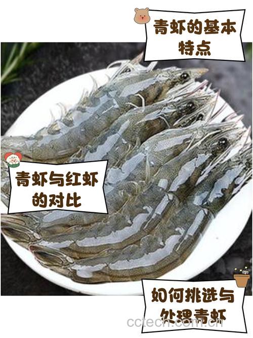 青虾功效与作用原料介绍营养分析食用指导食材文化