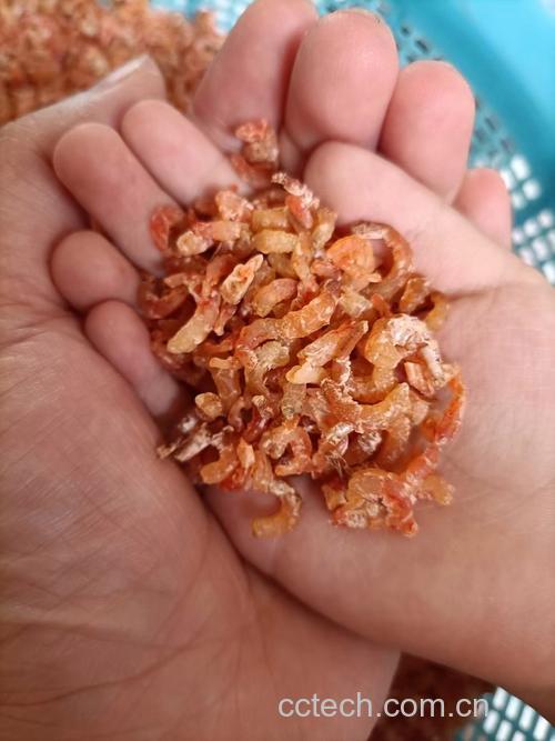虾米功效与作用原料介绍营养分析适宜人群食用指导食疗作用食材文化