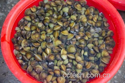 蚬子功效与作用原料介绍营养分析适宜人群食疗作用食材文化