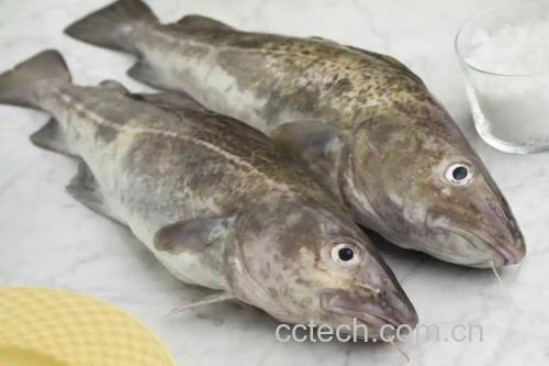 鳕鱼功效与作用原料介绍营养分析适宜人群食用指导食疗作用食材文化