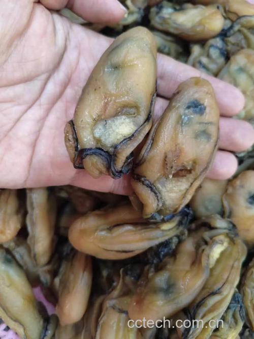 蚝豉功效与作用原料介绍营养分析适宜人群食用指导