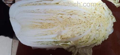 显微镜下娃娃菜叶表皮果胶层染色图