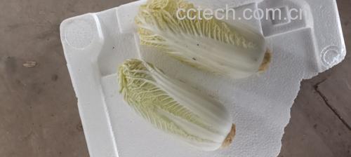娃娃菜清洗对比实验示意图