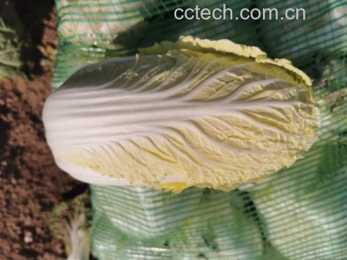 娃娃菜选购对比图：左侧为新鲜娃娃菜（翠绿抱心、根部乳白湿润），右侧为不新鲜娃娃菜（叶片泛黄、根部褐变干缩）