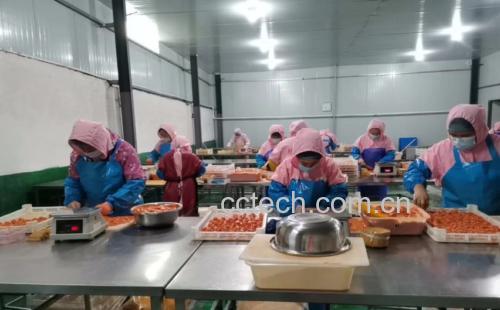 工作人员正在清洗新鲜采摘的鱼腥草根,背景为自然田园环境,展现原生态农产品的加工过程 鱼腥草根清洗处理过程