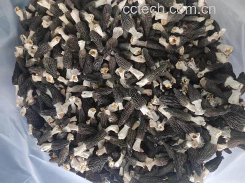 上排:优质新鲜羊肚菌(梯棱种),菌盖凹槽内壁均匀覆盖半透明细白霜,菌肉紧实有弹性;下排:受潮霉变羊肚菌,白色菌丝呈蓬松絮状覆盖菌柄,基部褐变软烂,伴有明显土腥酸味 新鲜羊肚菌白霜分布特征与异常霉变对比图