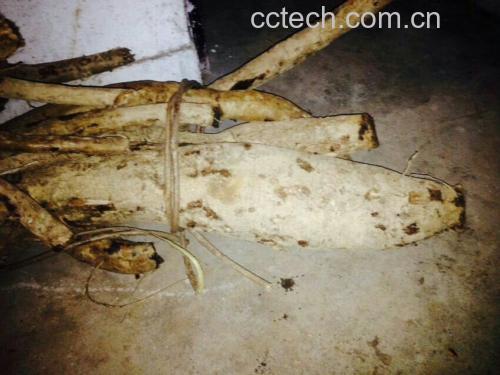 新鲜葛根与切片葛根实物展示 葛根实物图
