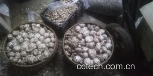 干香菇炒腊肉成品图,色泽金黄,腊肉与香菇混合,香气扑鼻 干香菇炒腊肉