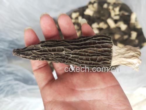 鲜羊肚菌特写对比图