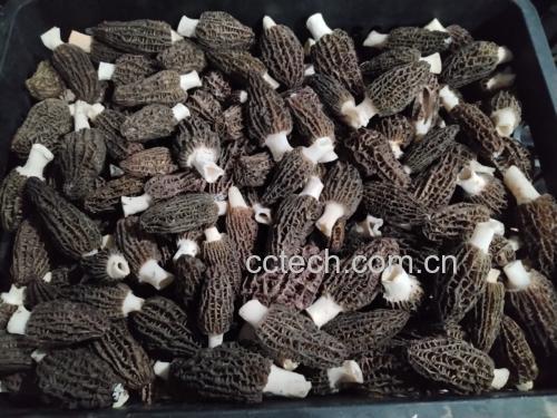 葱油琥珀羊肚菌成品图