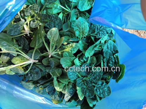 菠菜炒虾仁成品展示 菠菜虾仁成品图