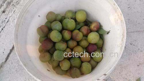 热水烫李子去皮过程