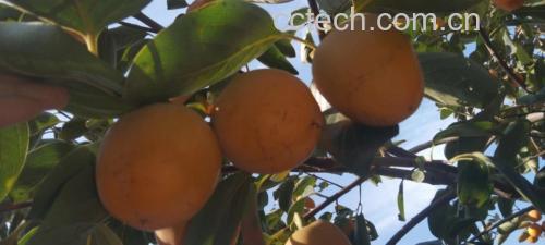 橙红色新鲜柿子 新鲜柿子果实