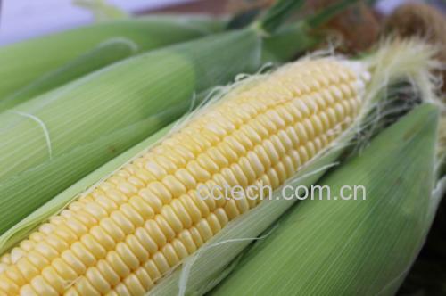金黄色的甜玉米 甜玉米特写