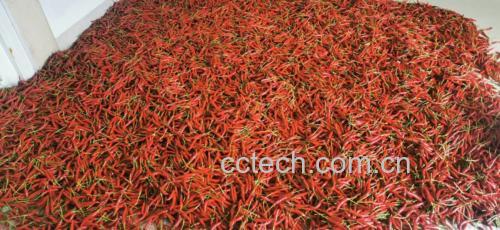 凉拌辣椒与腌制辣椒成品 辣椒创意菜肴
