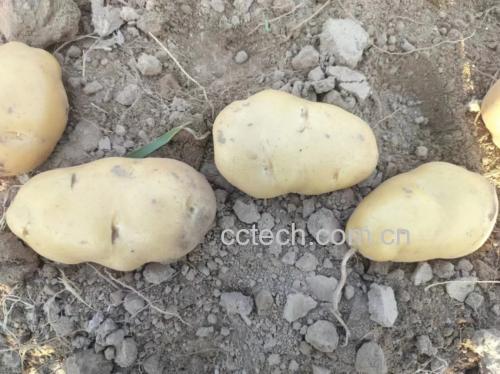 牛肉炖番茄土豆成品