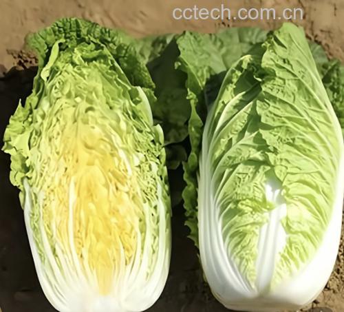 虾仁饱满弹牙,菜叶翠绿无出水 娃娃菜炒虾仁成品特写