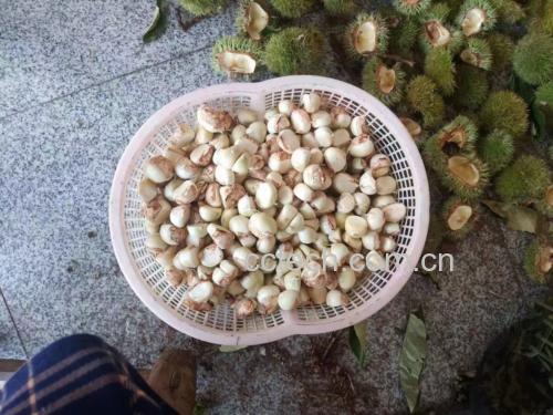 栗子正在锅中翻炒,锅具清晰可见,背景为厨房环境,展示烹饪氛围 栗子烹饪过程