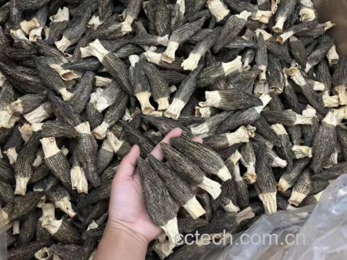 左侧大羊肚菌与右侧小羊肚菌实物对比 羊肚菌对比图