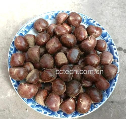 去壳板栗浸泡在高度白酒中,液体呈淡琥珀色 板栗与白酒浸泡过程特写