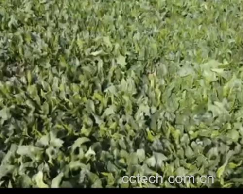 菠菜白萝卜豆腐汤成品 菠菜白萝卜豆腐汤