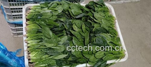 新鲜菠菜和白萝卜 菠菜和白萝卜食材