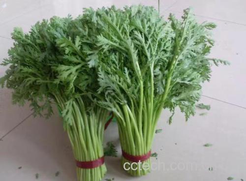 新鲜小叶茼蒿正在被清洗、去根、切段 小叶茼蒿清洗处理过程