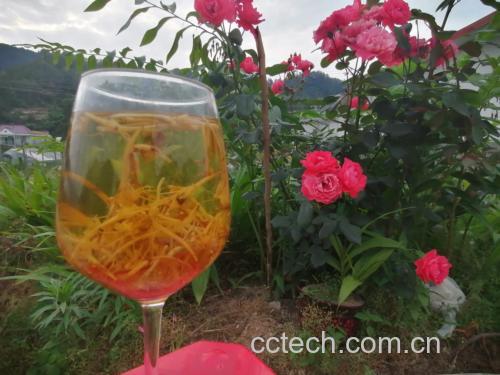 茉莉花与绿茶的搭配