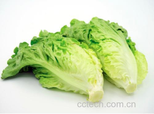 奶油生菜三明治